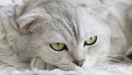 LEYU乐鱼体育官方网站-俱乐部经营模式单一，俱乐部经营管理模式